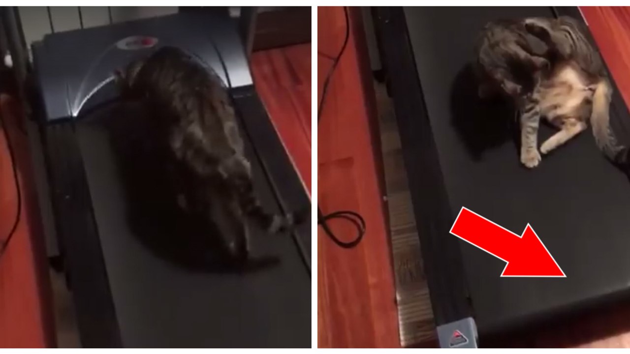 Diese Katze will sich unbedingt auf dem Laufband ausruhen! Einfach herrlich!