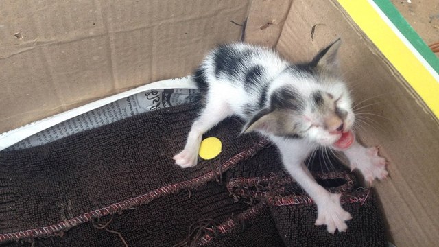 Das Kätzchen ruft verzweifelt nach seiner Mutter. Doch dann passiert etwas gänzlich Unerwartetes!
