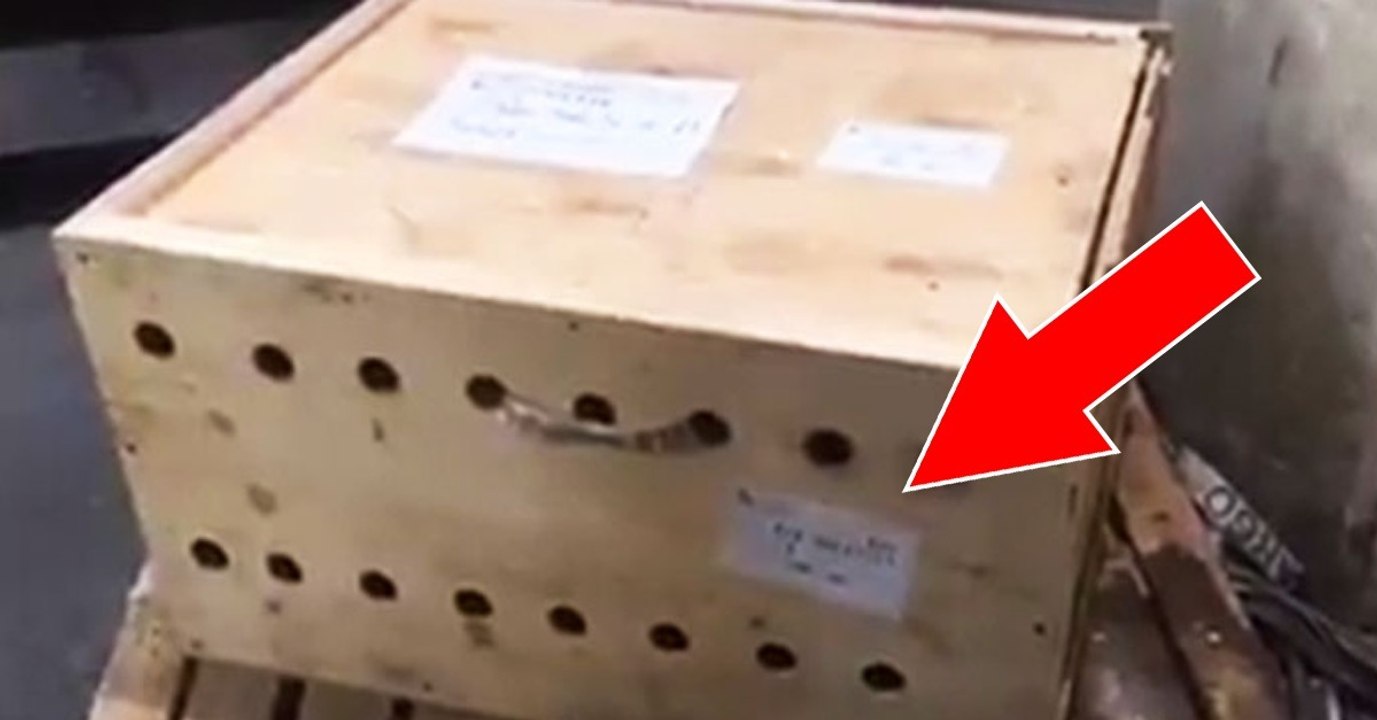 Behördenmitarbeiter entdecken diese Kiste am Flughafen. Als sie sie öffnen, stockt ihnen der Atem, denn...