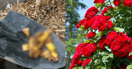 Bananen als Dünger für Rosen