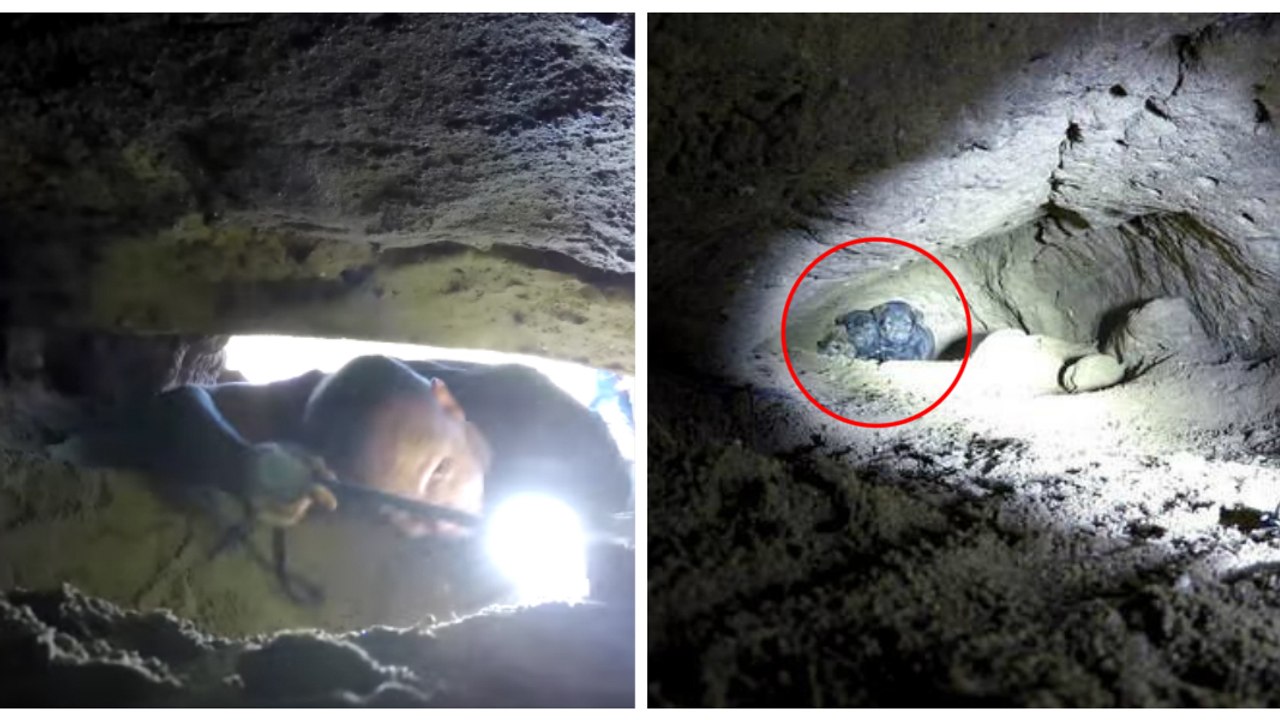 Hope for Paws: Der Verein entdeckte 9 Welpen in einer unterirdischen Höhle