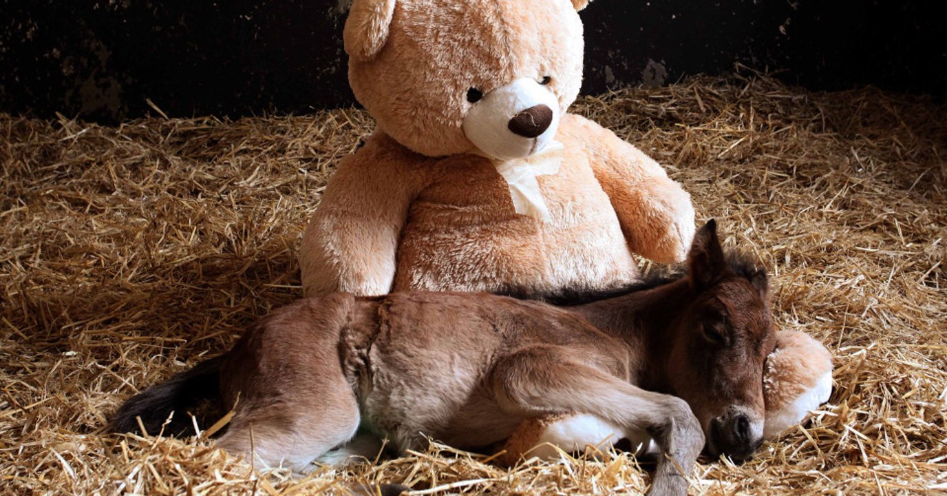 Dieses entzückende Fohlen und sein Teddybär sind unzertrennlich geworden