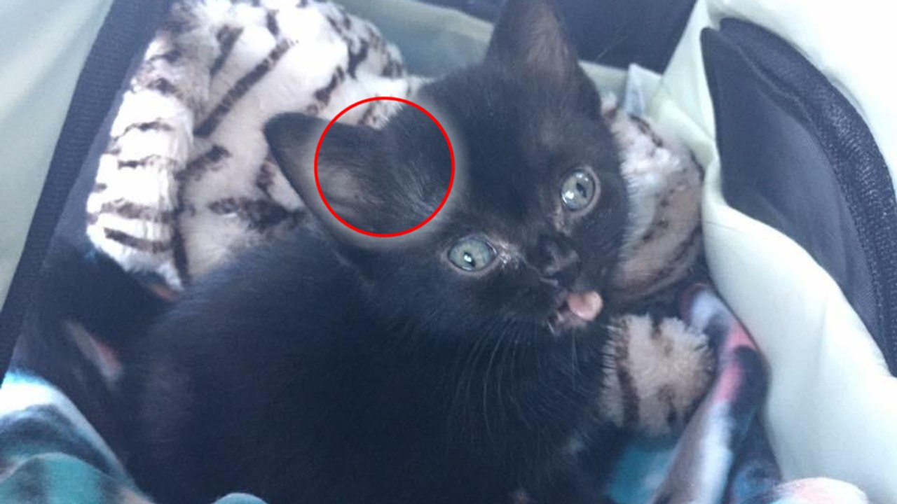 Sie findet das kleine Kätzchen mit riesigem Kopf. Als sie zum Tierarzt geht, macht sie eine unglaubliche Entdeckung!
