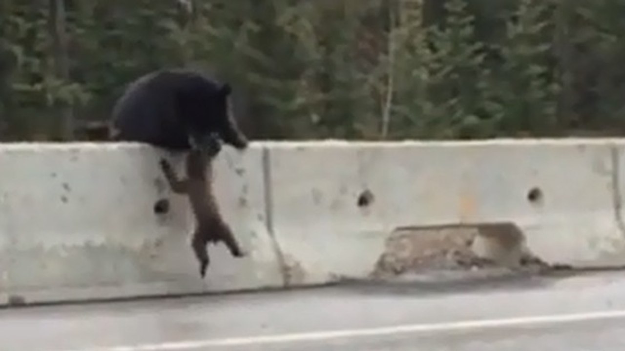 Diese Bärenmutter rettet ihr Baby von der Autobahn