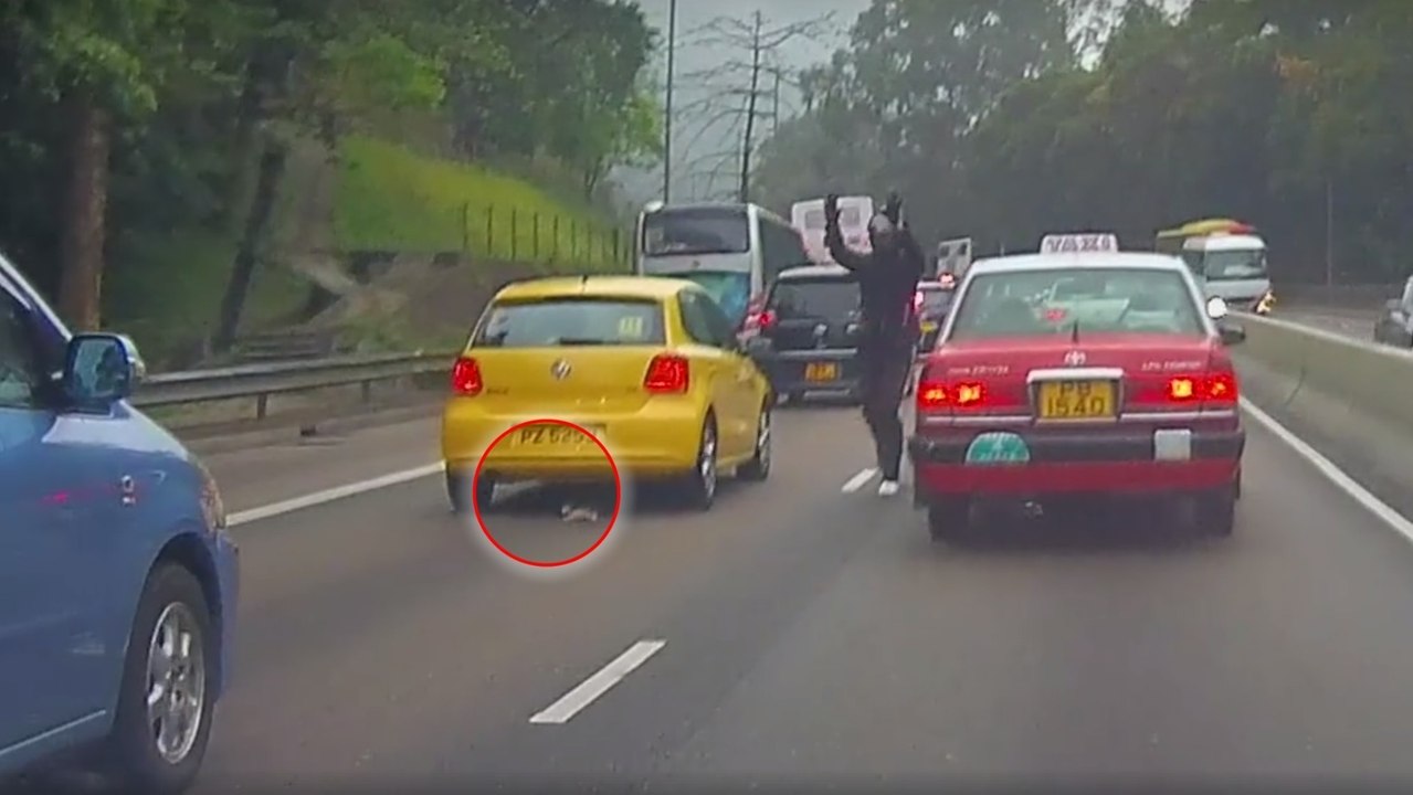 Motorradfahrer rettet kleines Kätzchen von der Autobahn