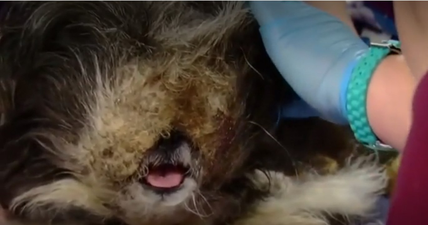 Selbst der Tierarzt muss tief Luft holen. Dann erfährt er die bewegende Geschichte seines Patienten!