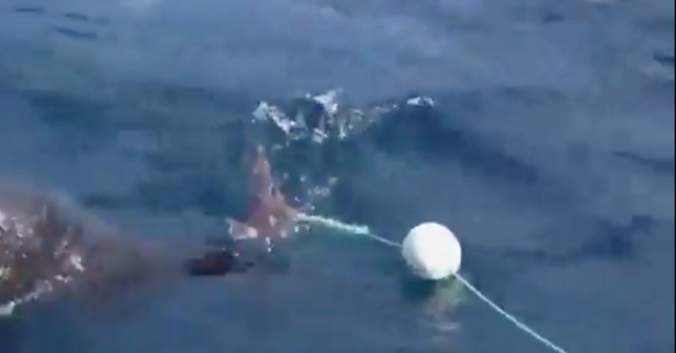 Er will nur tauchen gehen, doch dann greift ein Meeresriese an