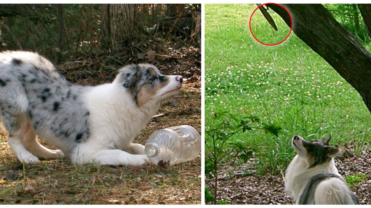 Dieser Hund ist von Eichhörnchen völlig fasziniert und bekommt zu seinem Geburtstag etwas wirklich Außergewöhnliches!