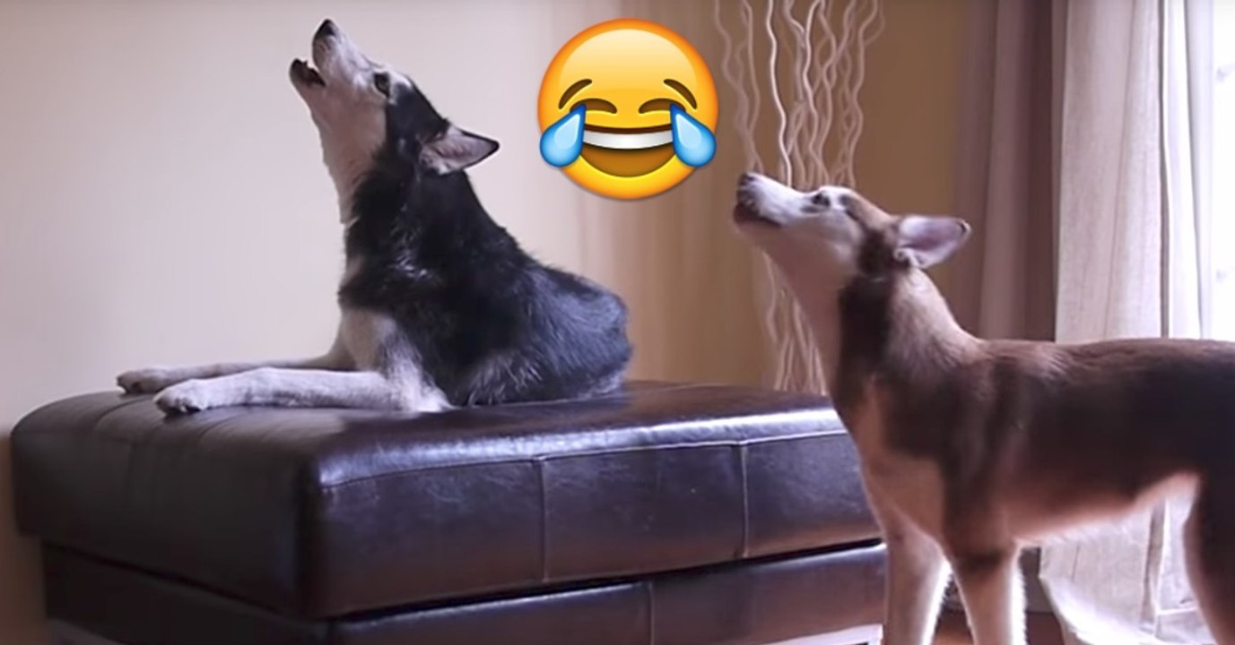 Mishka möchte nicht mit Laika spielen, ihre Argumente sind richtig gut!