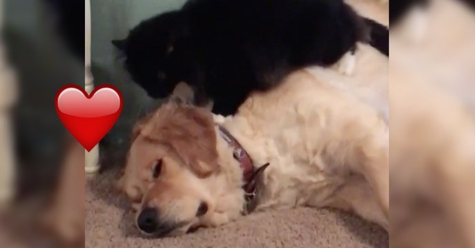 Waldi probiert die neue Massagefunktion an der Katze aus und ist vollstens zufrieden. Doch Lana...