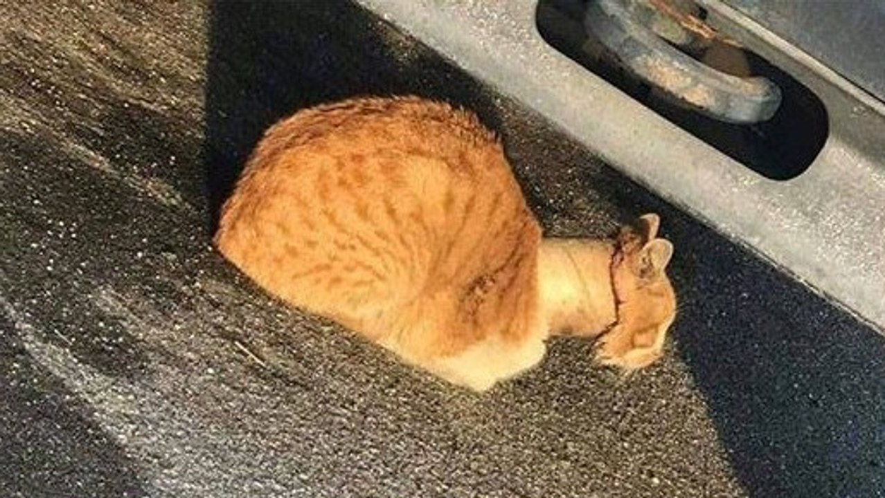 Passanten retten eine Katze, die mit dem Hals in einer Rolle Klebeband steckt