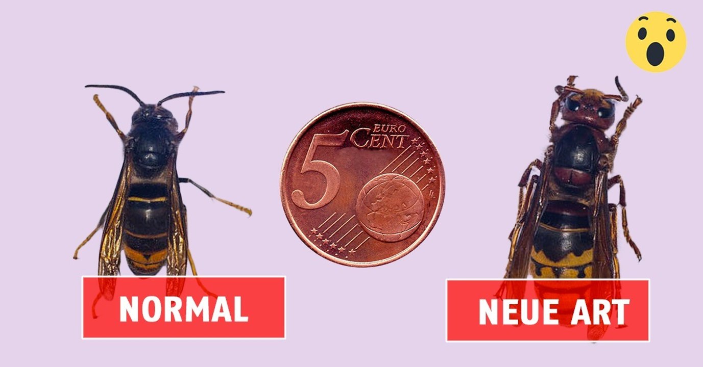 Asiatische Riesenhornisse breitet sich in Europa aus