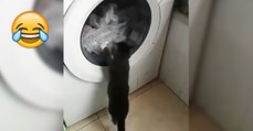 Mimi entdeckt die Waschmaschine. Du wirst dir das Lachen nicht verkneifen können!