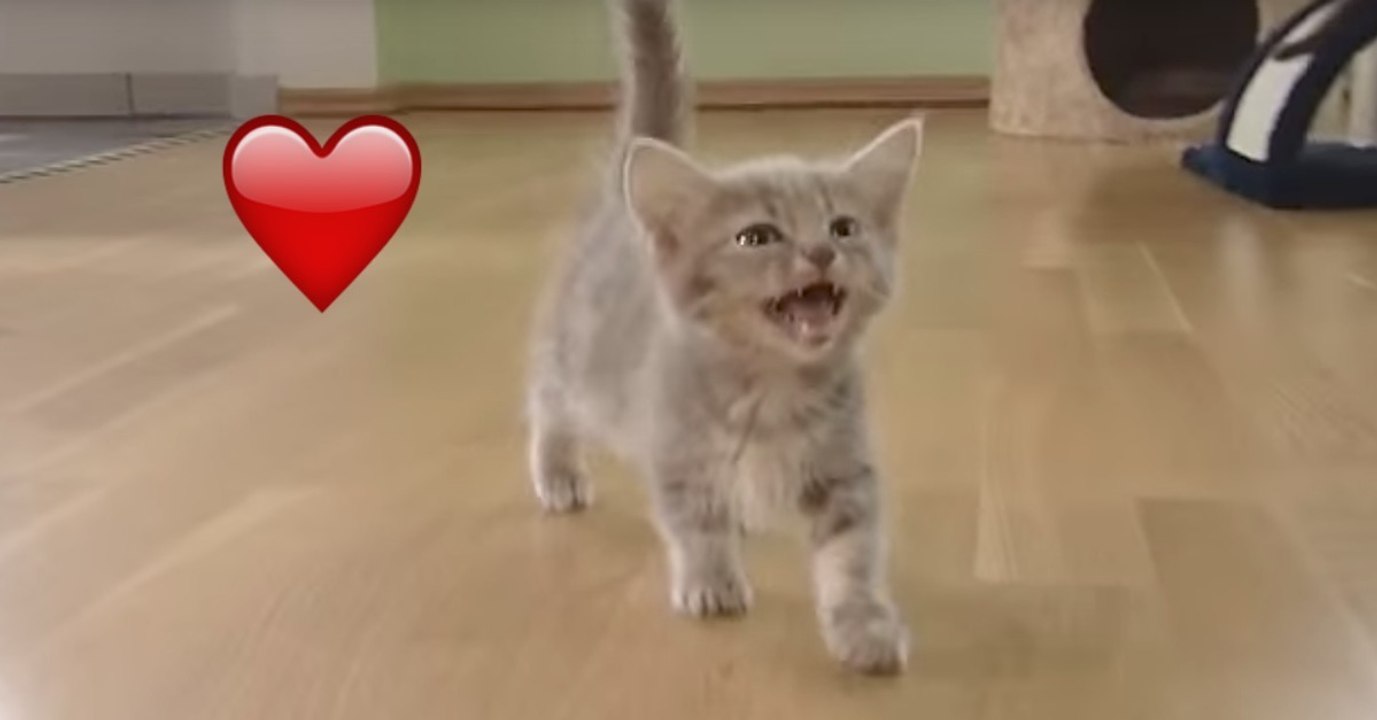 Wenn kleine Damen viel Aufmerksamkeit brauchen und dabei trotzdem noch so süß sind!