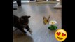 Das kleine Kätzchen Moo kriegt ein neues Spielzeug. Ihre Reaktion darauf ist einfach genial!