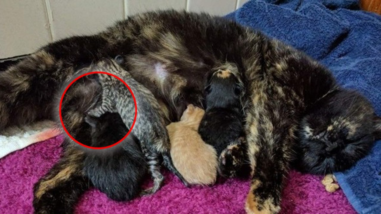 Eine Schildpatt-Katze sucht Hilfe bei den Menschen, um ihre Jungen zur Welt zu bringen