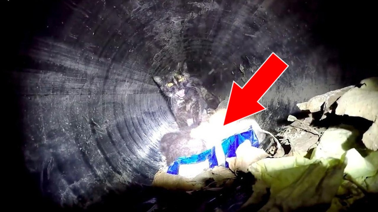 Eine Katzenmama und ihre 4 Kleinen wurden aus einem langen Abflussrohr gerettet