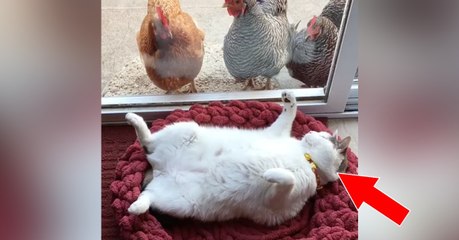 Die Hühner picken ganz aufgeregt an die Scheibe, doch Kater Scruffles...