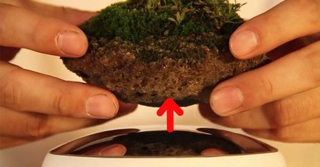 DESHALB wollen alle jetzt diesen besonderen BONSAI! Er ist einzigartig!