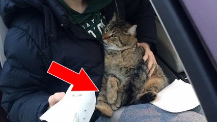 Ein Jugendlicher rettet eine Katze, die aus einem fahrenden Auto geworfen worden ist!