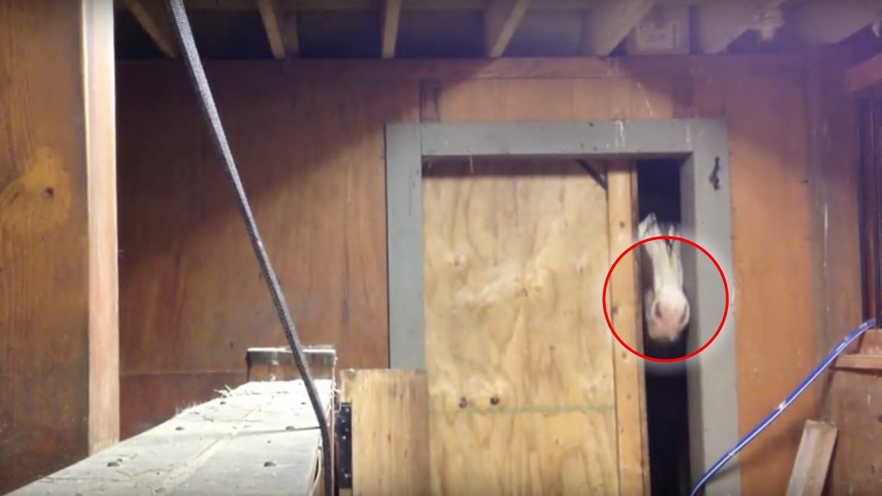 Jeden Abend verlässt diese Stute ihre Box, um in der Scheune ihres Besitzers zu übernachten