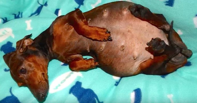 Tierschützer finden eine ausgesetzte trächtige Hündin und machen eine traurige Entdeckung