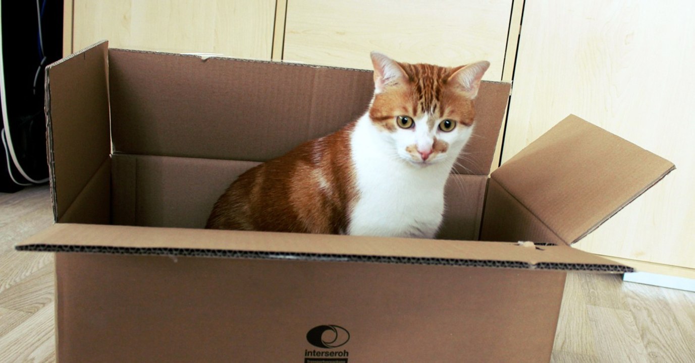 Er hat eine geniale Idee, um seiner Katze die Langweile auszutreiben!