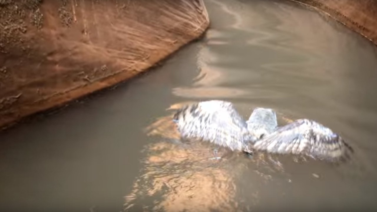 Studenten gelingt es, eine in einem Canyon schwimmende Eule zu filmen