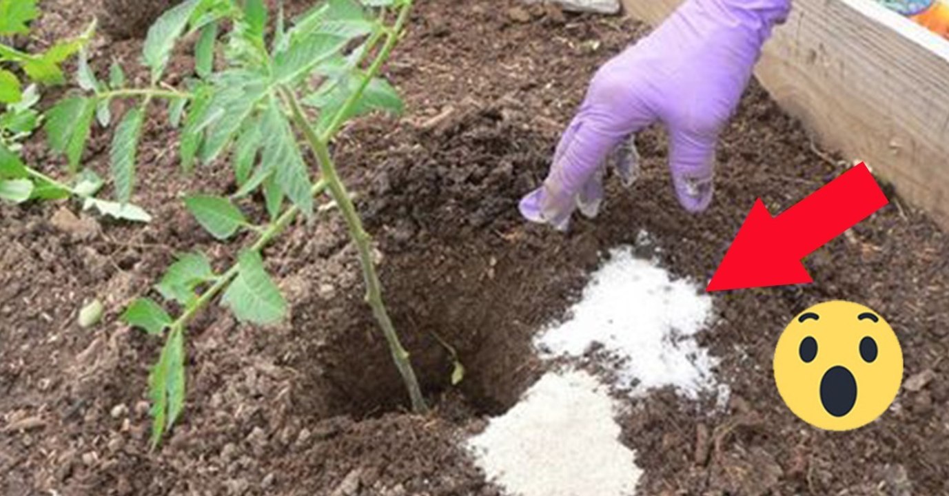 Epsom-Salz: Verwendung im Gemüsegarten mit positiven Effekten