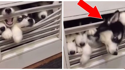 Selbst auf der Toilette lassen diese entzückenden Welpen ihre Besitzerin nicht in Ruhe!