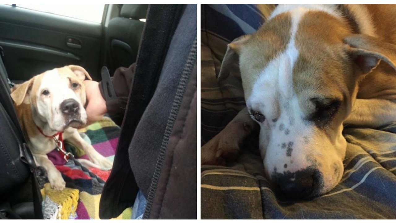 Als ihr die Welpen entrissen werden, bricht sie zusammen