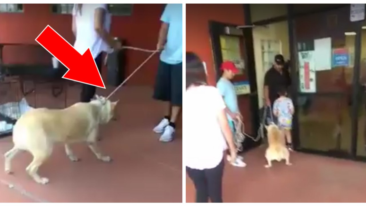 Eine Familie setzt ihren Hund aus, indem sie ihn gewaltsam an einer Leine zum Tierheim zieht