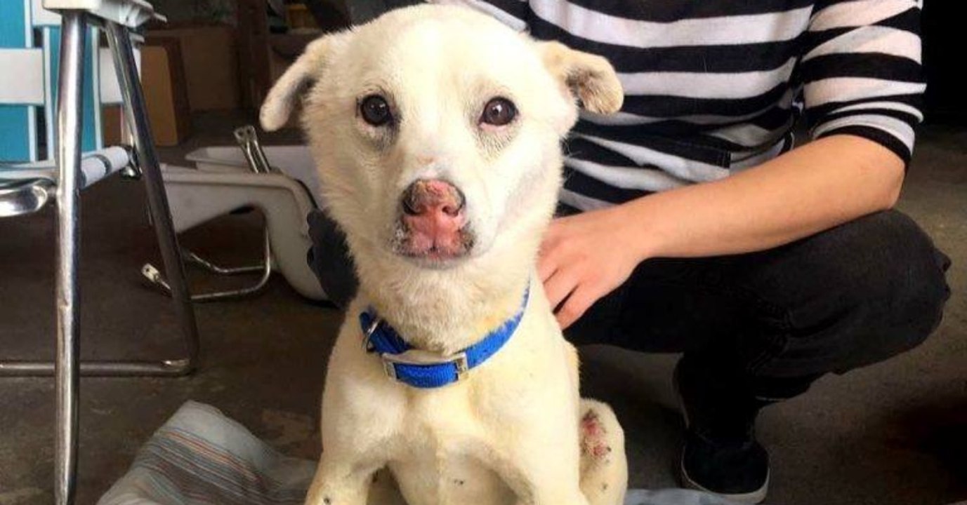 Sie werfen einen Welpen ins Feuer. Nur ein Wunder rettet ihn