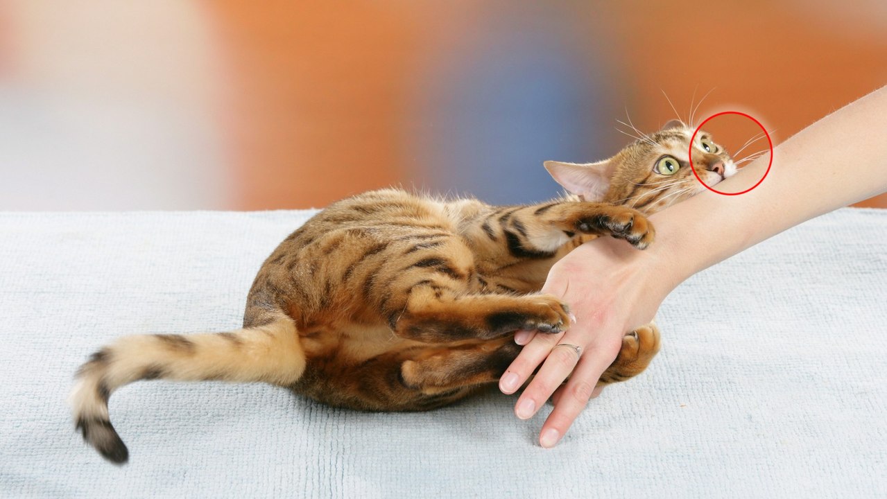 Bestimmte Katzenkrankheit ist auch für uns Menschen eine Gefahr