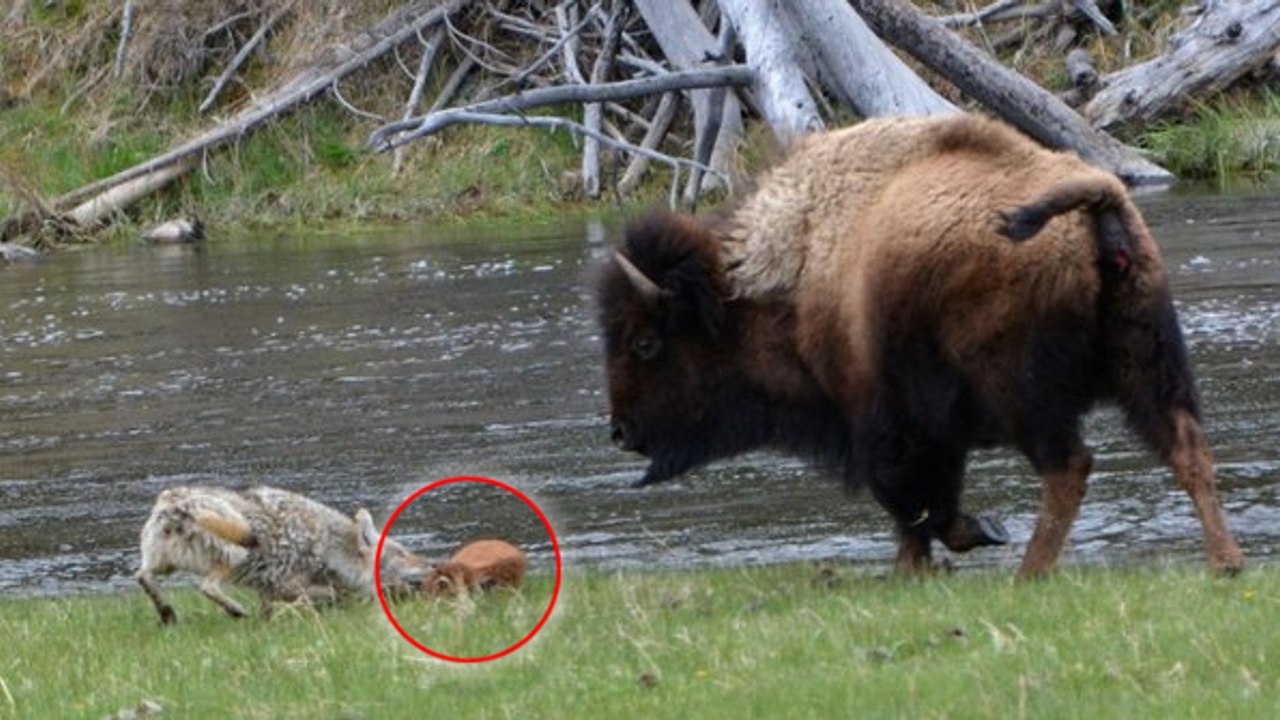 Der Kojote versucht sich das kleine Büffelkalb zu holen. Doch die Büffelkuh reagiert auf die beste aller Arten!