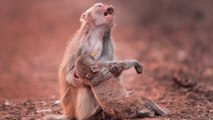 Affen-Mutter hält leblosen Körper ihres Babys umklammert und rührt Millionen zu Tränen