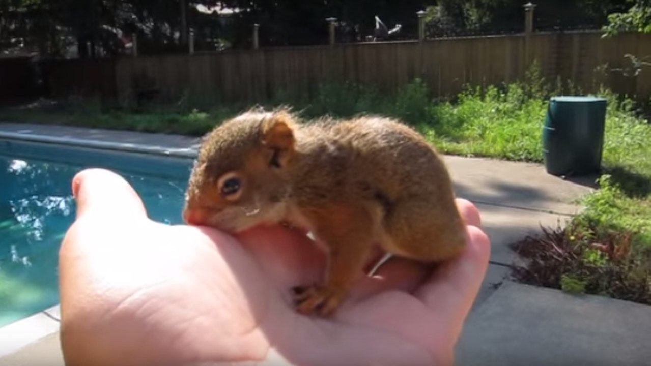 Er findet ein Baby-Eichhörnchen bei sich im Garten, doch als er es freilassen möchte, reagiert das Kleine total putzig!