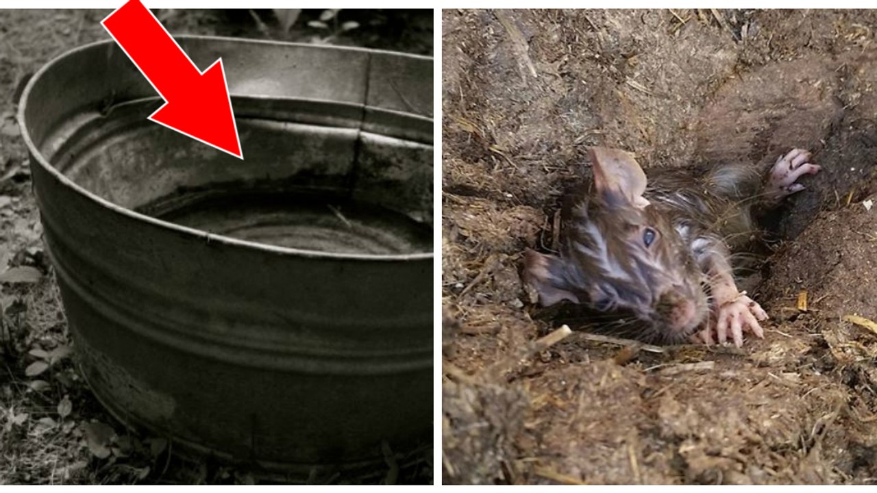 Eine Frau findet eine Ratte in einem Wassereimer in ihrer Scheune