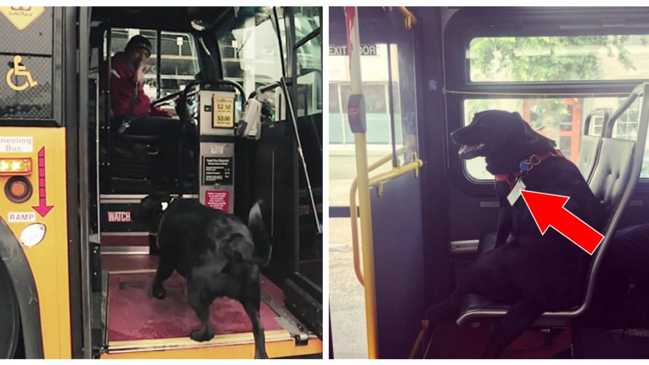 Eine Hündin nimmt regelmäßig allein den Bus und fährt damit in den Park