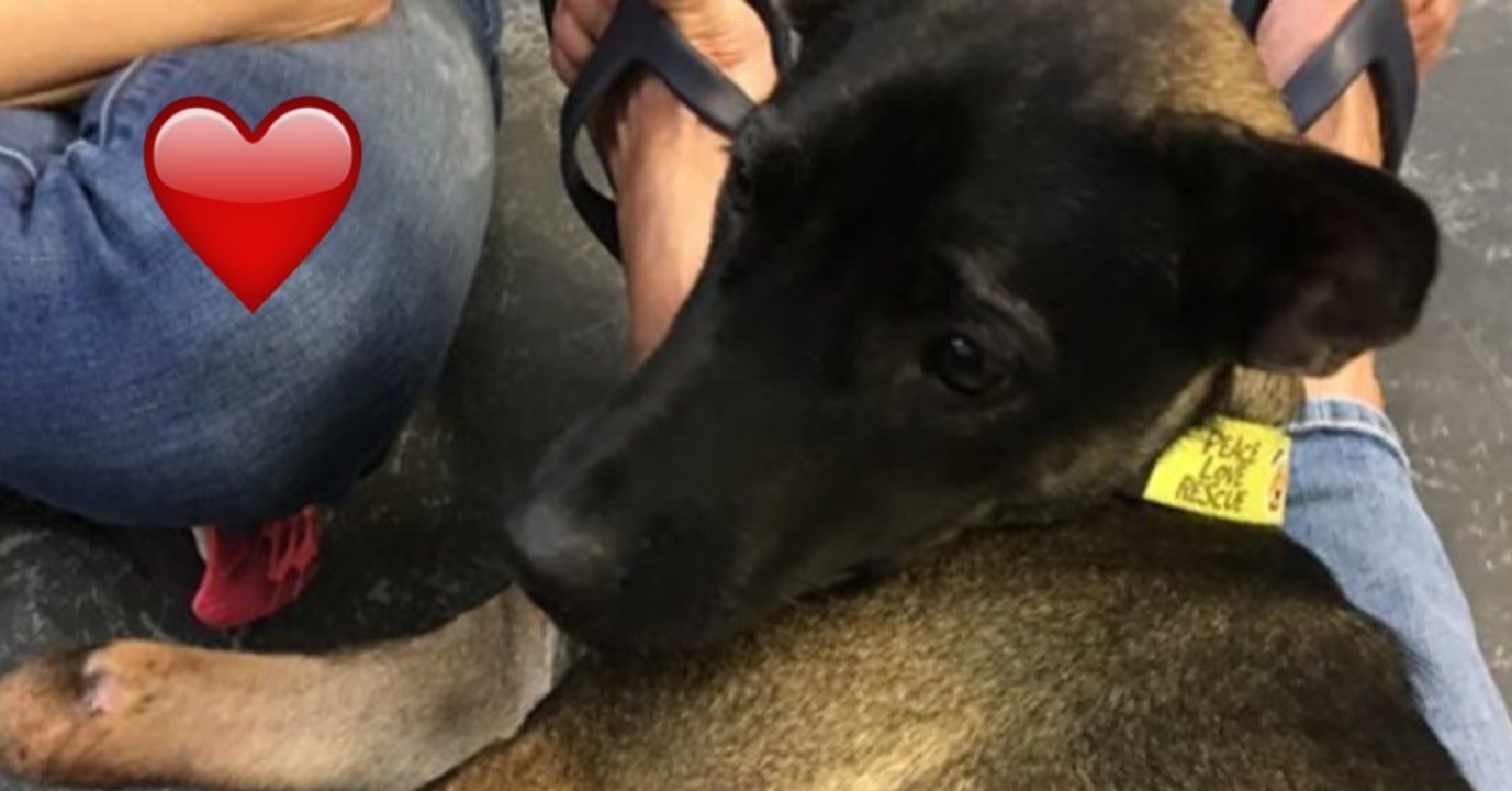 Als er diesem kleinen, beinlosen Hund begegnet, tut er etwas unglaublich Warmherziges und verändert sein Leben für immer!