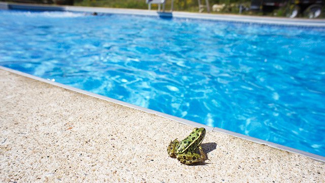 Ein Rettungsfloß mit Steg für Frösche, Kriechtiere und andere kleine Tiere, damit der Pool für sie nicht zur tödlichen Falle wird!