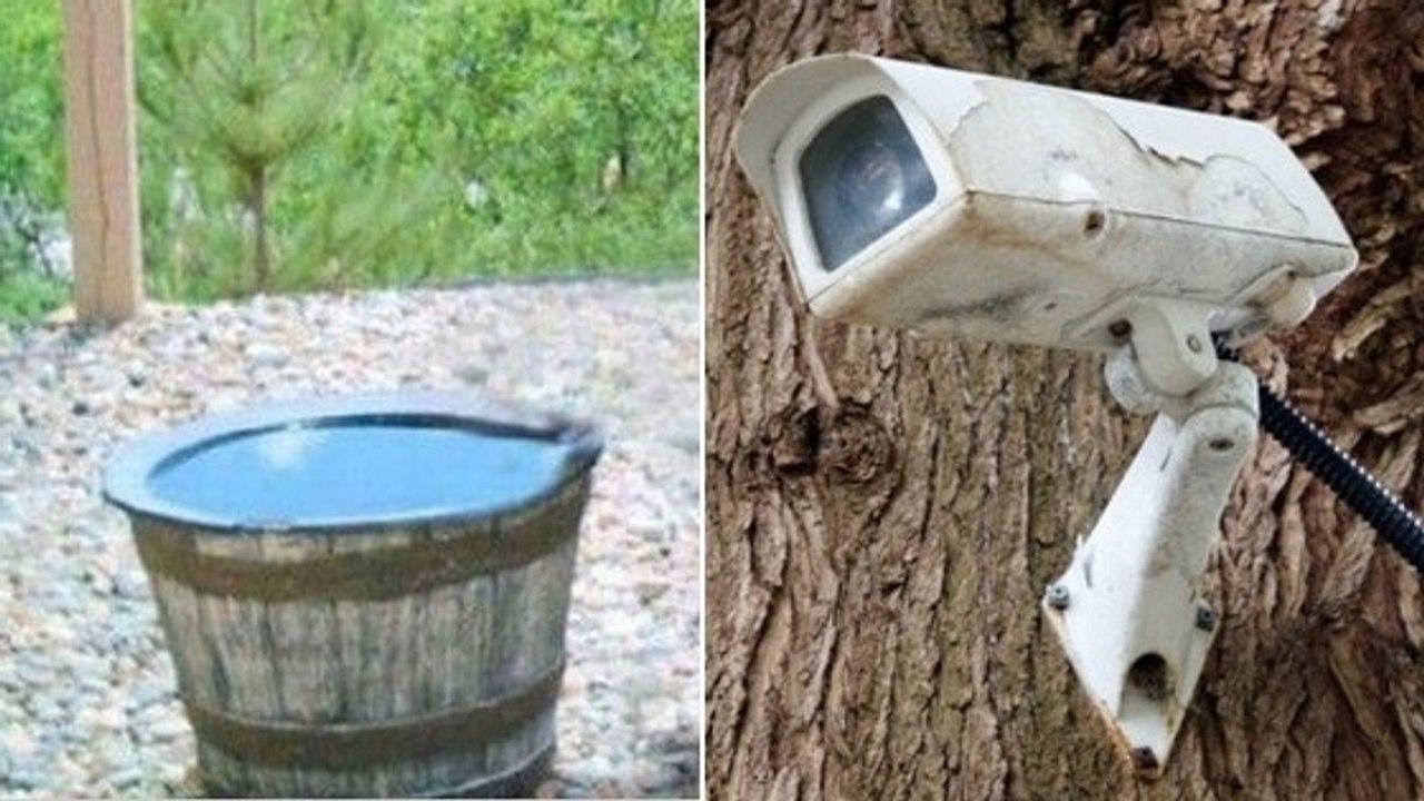 Als sie die Bilder der Überwachungskamera im Garten sehen, trauen sie ihren Augen nicht