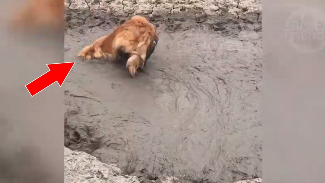 Dieser Hund liebt es, sich im Schlamm zu wälzen … unter den Augen seines vierbeinigen Freundes