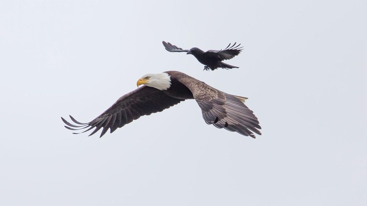 Ein Rabe landet mitten im Flug auf dem Rücken eines Adlers