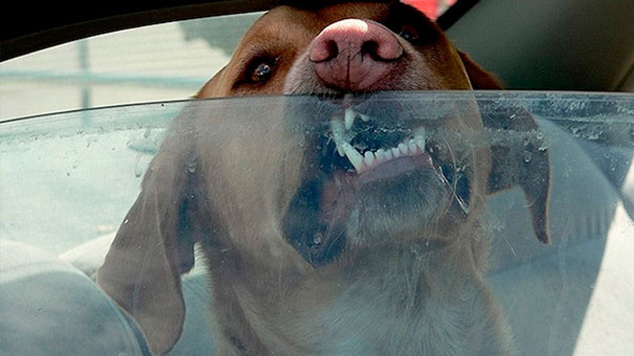 Mit diesem Experiment beweist er, wie gefährlich es wirklich ist, seinen Hund in der Sonne im Auto zu lassen!