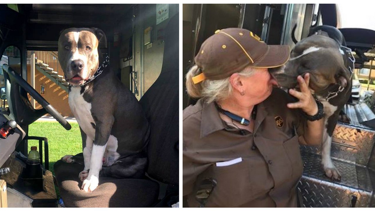 Die beiden sind gute Freunde geworden. Da stellt ein unerwartetes Ereignis das Leben der Kurierfahrerin und des Pitbulls auf die Probe!