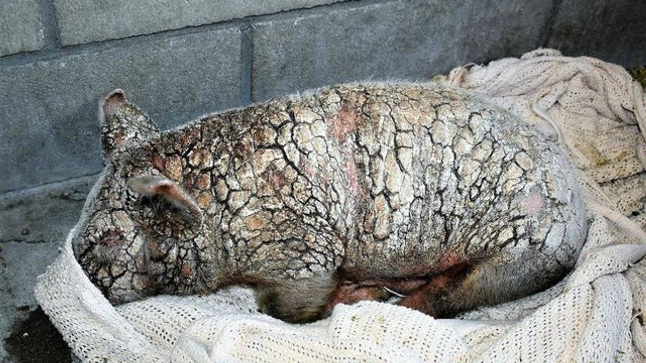 Dieses Schweinchen ist schwer krank... Doch es bekommt eine zweite Chance