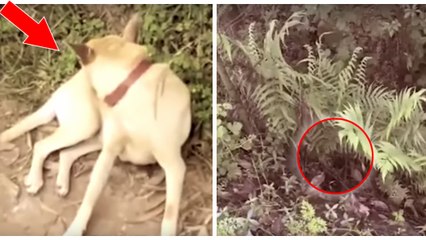 China: Ein Hund findet ein lebendig begrabenes Baby