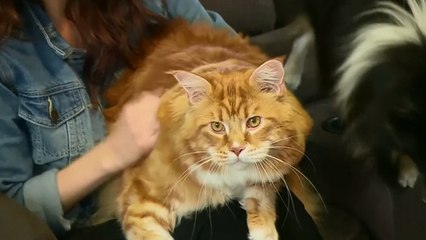 Tải video: Das ist Omar, der neue Herausforderer für den Titel der größten Katze der Welt!