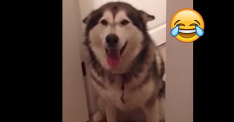 Die Huskydame Emma möchte nicht in die Badewanne und lässt ihr Frauchen das auch lautstark verstehen!